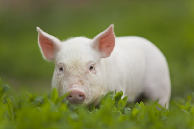Massachusetts came in at third place for passing the nation’s most comprehensive farm animal protection measure that phases out the cruel confinement of veal calves, breeding sows, and laying hens, and restricts the sale of those products in the state.