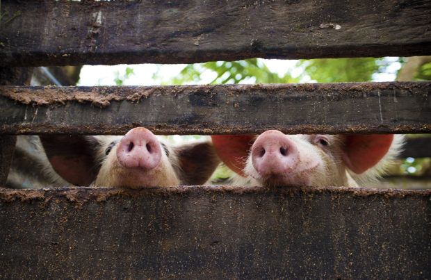 We stifled “Right to Farm” constitutional amendments across the country. If passed, these measures would’ve made it nearly impossible to enact restrictions on what factory farming corporations can do to animals, workers, and the environment.