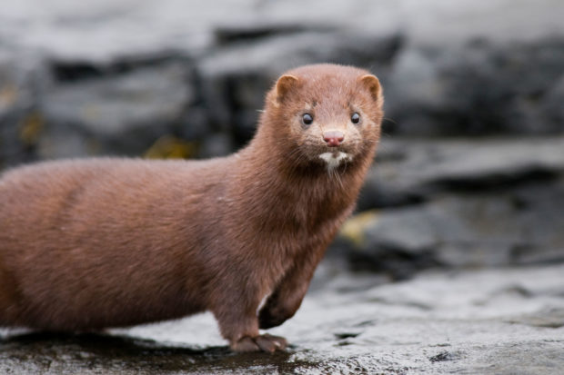 Globally, tens of thousands of animals suffer in factory farm-like conditions where they are raised for their skins and furs, but producers need markets to sell their wares.  Above, a mink in the wild.