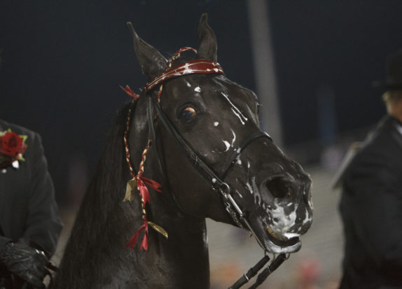 The stigma of soring has made the walking horse industry the pariah of the horse world, and has had a long-standing, adverse effect on the economic viability of this industry, which suffers from diminished breeding and attendance at its major events.