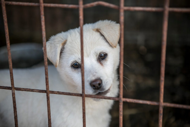 Taiwan's legislature took a huge step in ending the global dog meat trade by amending its anti-cruelty law and banning the trade and the consumption of dogs. In addition they were the first to include a ban on the cat trade.