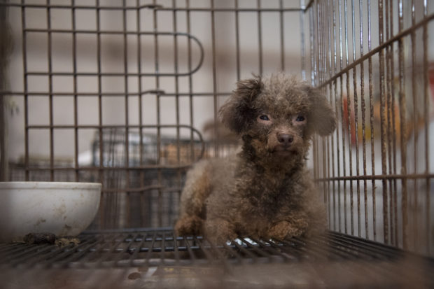 For his article Rolling Stone reporter Paul Solotaroff piggybacked on a puppy mill raid that the HSUS Animal Rescue Team carried out with the Cabarrus County Sheriff’s Office in North Carolina. Above, a dog in a crate at the puppy mill.