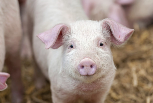 The HSUS successfully campaigned to ban gestation crates in California, Colorado, Maine, Michigan, Ohio, and Rhode Island. Most recently, voters in Massachusetts also banned gestation crates when they passed our Question 3 ballot initiative.