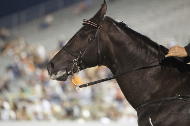 The HSUS lawsuit originally pulled the USDA in the right direction, but a much more recent lawsuit by two individuals in Texas cited for horse soring appears to have been tugging the agency in the opposite direction.