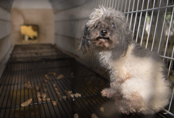 Seven states bar the sale of puppies from mills with a history of gross violations of the Animal Welfare Act.  The USDA's action leaves regulated dog sellers in those states with no practical way to comply with laws, and state and local law enforcement with almost no ability to enforce them.