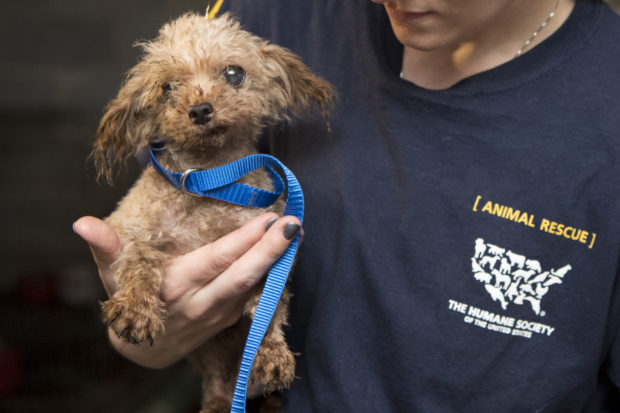 The HSUS was founded to get to the heart of animal cruelty and develop programs to stop it. It’s a mission we carry out with great care and purpose, every single day. Above, a dog rescued from a puppy mill.