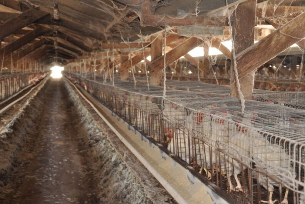 An investigation of the California egg producer's facilities revealed birds locked in cramped, overcrowded cages in which they could not fully spread their wings. Decaying corpses lay in cages next to live birds laying eggs for human consumption.