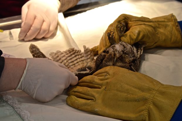Hunters and anglers deposit tens of thousands of tons of lead in our environment, and it is estimated that between 10 and 20 million birds and other animals die each year from lead poisoning.  Above, an eastern screech owl with lead poisoning being cared for at one of our wildlife care centers.