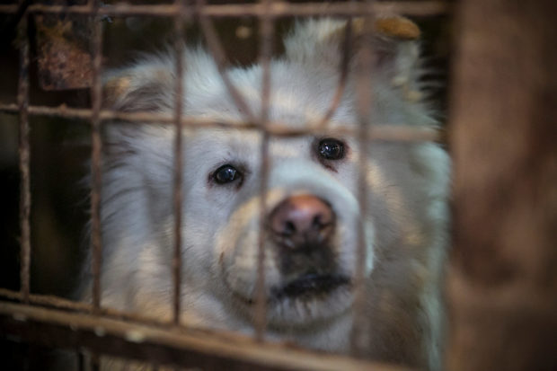 Ending dog-meat eating, and shuttering thousands of dog meat farms, is a top priority for Humane Society International.  Estimates suggest that butchers kill 30 million dogs a year across Asia. Above, a dog on a dog meat farm in South Korea.