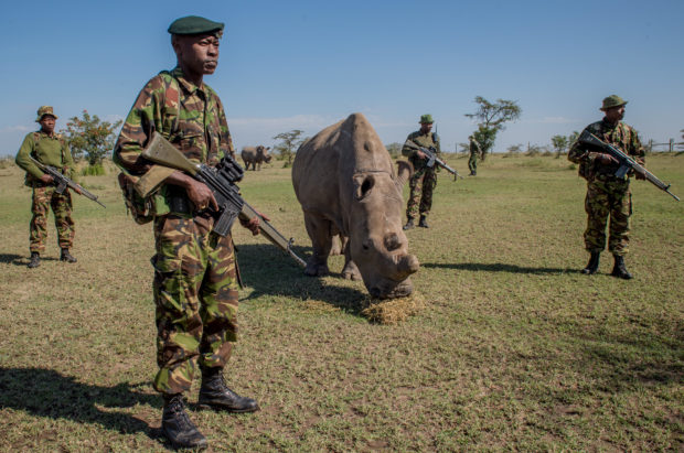 Three rhinos are poached every day for their horns. Above, armed game wardens watch over an endangered northern white rhino at a nature conservancy in Kenya.