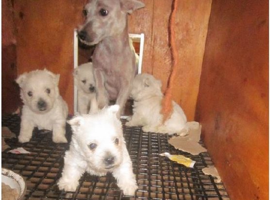 Puppies at the facility of Alvin Nolt in Thorpe, Wisc., were found on unsafe wire flooring, a repeat violation at the facility. Wire flooring is especially dangerous for puppies because their legs can become entrapped in the gaps, leaving them unable to reach food, water, or shelter.