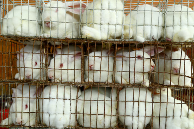 With clothing producers like VF going fur-free and expanding their policy to other animal products, there is reason to hope for millions of animals caught up in this cruel industry. Above, at a rabbit fur farm in China, rabbits are packed so tightly in cages, they cannot stand.