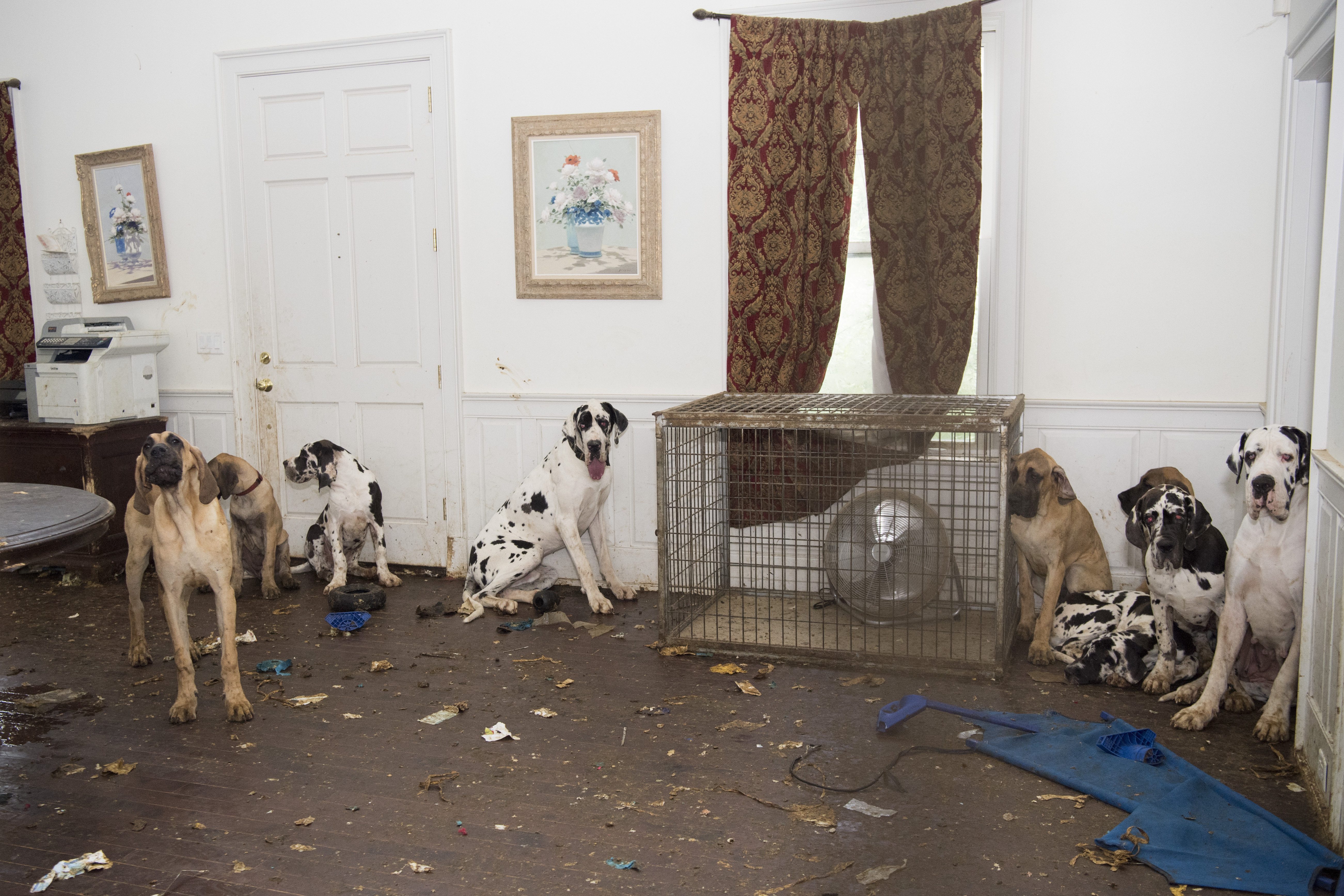 84 neglected Great Danes seized, most from mansion