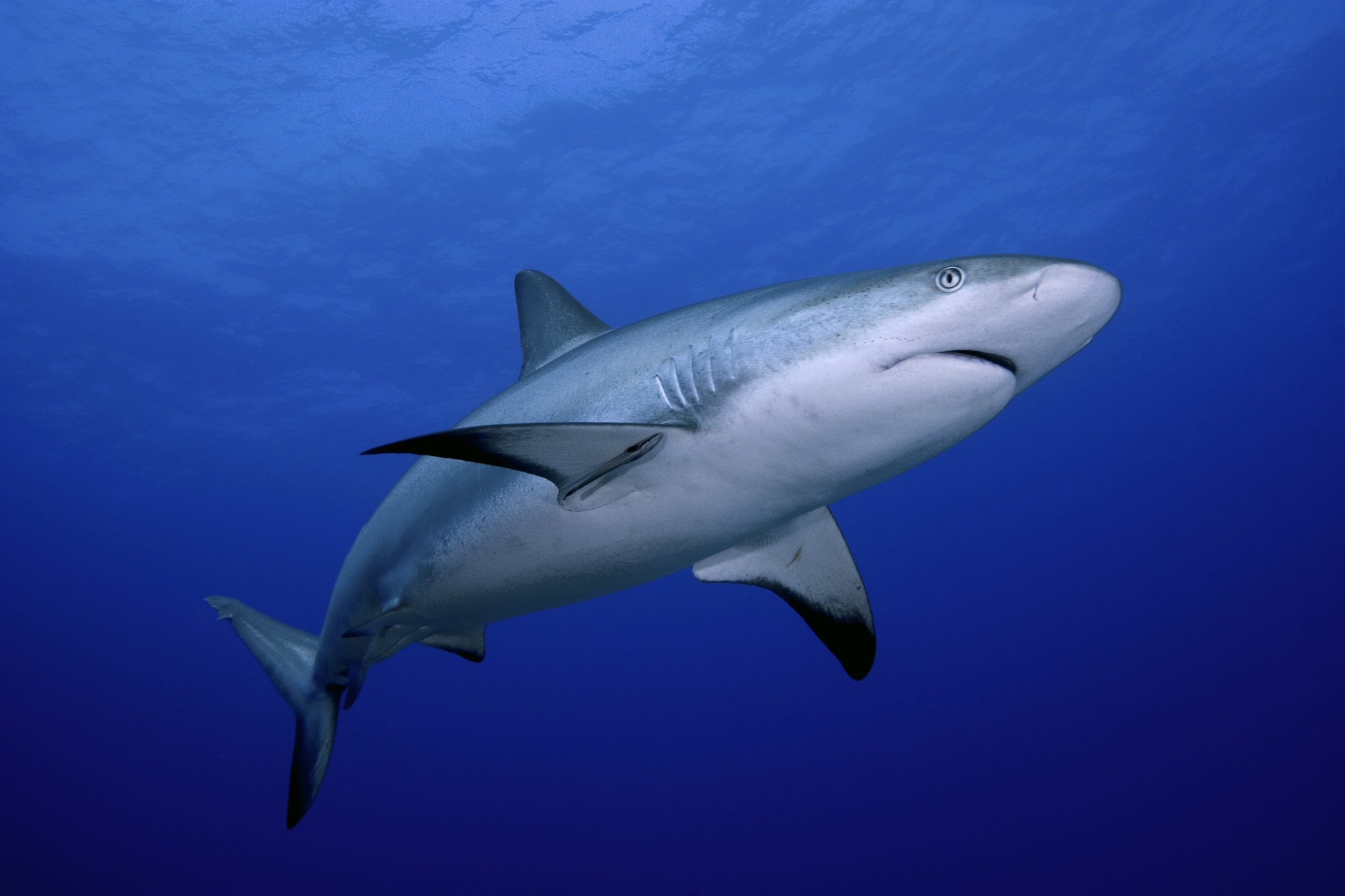 Белоперая серая акула