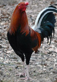 Rooster at cockfighting raid in Mississippi