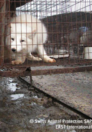 Fox in cage at fur farm