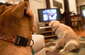 Two dogs watching TV