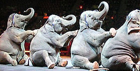 Elephants at Ringling Bros. circus