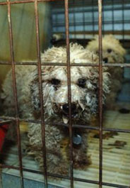 Two of nearly 300 dogs rescued from N.C. puppy mill