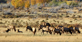 Elk at Rocky Mountain National Park