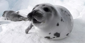 Harp seal pups in Atlantic Canada in March 2008
