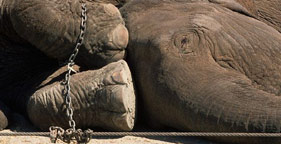 Elephant in chains