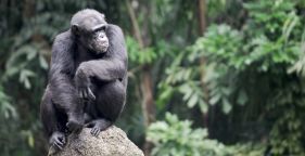 Five Fatal Lessons From Chimp Attack
