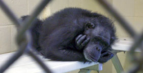 Chimpanzee Research: Your Tax Dollars at Worst