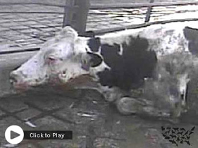 See the video report from HSUS investigation into abuse of downed dairy cows