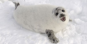 Baby seal in Atlantic Canada