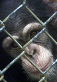 Plea for the Chimpanzee