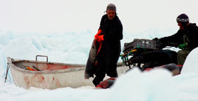 Sealers collect slaughtered baby seals