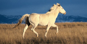 Wild horse running in field