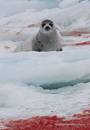Baby seal on bloody ice in Canada
