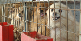 Pomeranian dogs at N.C. puppy mill