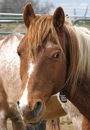 One of the rescued wild horses