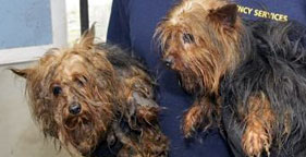 Two Yorkies rescued from Arkansas puppy mill