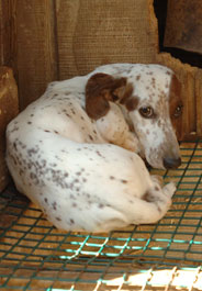 Dog on wire floor in W.Va. puppy mill