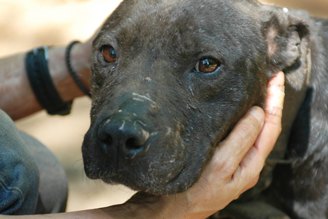 Pit bull with scarred face at alleged dogfighting operation in Alabama