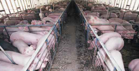 Ill Export: Factory Farms