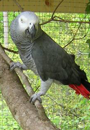 African Grey parrot at Central Virginia Parrot Sanctuary