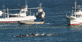 Fishermen corral dolphins for slaughter in Taiji, Japan