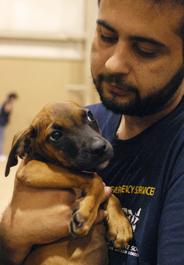 Puppy carried by HSUS staff