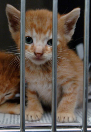 Yellow tabby kitten at shelter