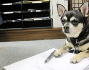 Barking Orders: Your Dogs at Work Photo Captions