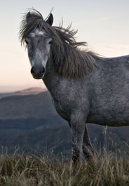 House Passes Wild Horse and Burro Protections