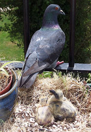 Pigeon with two hatchlings