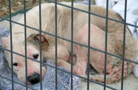 One of more than 500 neglected animals found at Every Dog Needs a Home in Arkansas