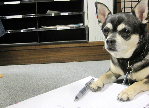 Soco, a Chihuahua who enjoys The HSUS's dog-friendly workplace