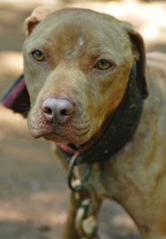 Pit bull at June 2009 dogfighting raid in Alabama